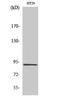 Inositol-Trisphosphate 3-Kinase C antibody, STJ93719, St John