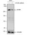 TOR antibody, NBP2-43658, Novus Biologicals, Western Blot image 