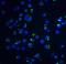 Apoptotic chromatin condensation inducer in the nucleus antibody, NBP1-76855, Novus Biologicals, Immunocytochemistry image 