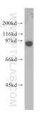 SECIS Binding Protein 2 antibody, 12798-1-AP, Proteintech Group, Western Blot image 