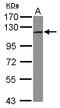 Integrator Complex Subunit 5 antibody, LS-C155578, Lifespan Biosciences, Western Blot image 