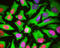 Heat Shock Factor Binding Protein 1 antibody, LS-C204524, Lifespan Biosciences, Immunocytochemistry image 
