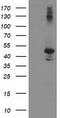 Eukaryotic Translation Initiation Factor 2B Subunit Gamma antibody, CF503758, Origene, Western Blot image 