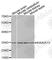 KIAA0513 antibody, A3361, ABclonal Technology, Western Blot image 