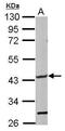 Glycosyltransferase 8 Domain Containing 1 antibody, GTX123636, GeneTex, Western Blot image 