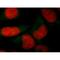 Survival Of Motor Neuron 2, Centromeric antibody, IQ259, Immuquest, Immunoprecipitation image 