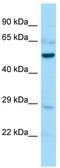 Cysteine-rich with EGF-like domain protein 1 antibody, TA335591, Origene, Western Blot image 