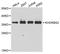 KH RNA Binding Domain Containing, Signal Transduction Associated 2 antibody, A6102, ABclonal Technology, Western Blot image 