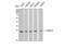 B Cell Receptor Associated Protein 31 antibody, STJ91816, St John