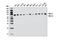 MAPK Associated Protein 1 antibody, 12860S, Cell Signaling Technology, Western Blot image 
