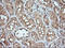 Mitogen-Activated Protein Kinase Kinase 1 antibody, LS-C174649, Lifespan Biosciences, Immunohistochemistry frozen image 