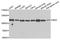 BOC Cell Adhesion Associated, Oncogene Regulated antibody, A7174, ABclonal Technology, Western Blot image 