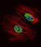 NME/NM23 Nucleoside Diphosphate Kinase 2 antibody, 63-385, ProSci, Immunofluorescence image 