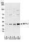 Methyltransferase Like 1 antibody, A303-964A, Bethyl Labs, Western Blot image 