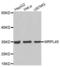 Mitochondrial Ribosomal Protein L45 antibody, abx003859, Abbexa, Western Blot image 