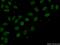 Deoxynucleotidyltransferase Terminal Interacting Protein 1 antibody, 11637-1-AP, Proteintech Group, Immunofluorescence image 