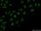 Deoxynucleotidyltransferase terminal-interacting protein 1 antibody, 11637-1-AP, Proteintech Group, Immunofluorescence image 