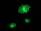 Beclin 1 antibody, LS-C337286, Lifespan Biosciences, Immunofluorescence image 