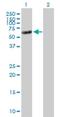 Tensin 4 antibody, H00084951-B01P, Novus Biologicals, Western Blot image 