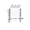 NADH:Ubiquinone Oxidoreductase Core Subunit S3 antibody, VPA00285, Bio-Rad (formerly AbD Serotec) , Western Blot image 