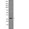 Caveolin 2 antibody, PA5-64546, Invitrogen Antibodies, Western Blot image 