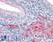 Beta-trace protein antibody, LS-C141634, Lifespan Biosciences, Immunohistochemistry paraffin image 