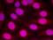 Estrogen Related Receptor Alpha antibody, orb14479, Biorbyt, Immunofluorescence image 