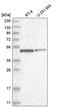 E2F-1 antibody, HPA029735, Atlas Antibodies, Western Blot image 