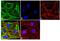 Superoxide Dismutase 1 antibody, MA1-105, Invitrogen Antibodies, Immunofluorescence image 