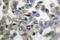 Synaptotagmin 1 antibody, LS-C176230, Lifespan Biosciences, Immunohistochemistry frozen image 