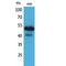 Sialic Acid Binding Ig Like Lectin 7 antibody, LS-C387047, Lifespan Biosciences, Western Blot image 