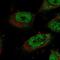 Storkhead Box 1 antibody, NBP1-90745, Novus Biologicals, Immunofluorescence image 