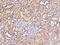 Calcium Binding And Coiled-Coil Domain 2 antibody, 201317-T10, Sino Biological, Immunohistochemistry paraffin image 