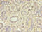 MAP3K7 C-Terminal Like antibody, LS-C371090, Lifespan Biosciences, Immunohistochemistry paraffin image 