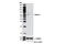 RAB Guanine Nucleotide Exchange Factor 1 antibody, 7622S, Cell Signaling Technology, Western Blot image 