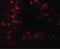 Protein cereblon antibody, PA5-38037, Invitrogen Antibodies, Immunofluorescence image 