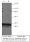 Tyrosine 3-Monooxygenase/Tryptophan 5-Monooxygenase Activation Protein Theta antibody, NB100-2140, Novus Biologicals, Western Blot image 