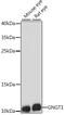 G Protein Subunit Gamma Transducin 1 antibody, 16-174, ProSci, Western Blot image 