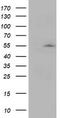 Activating Signal Cointegrator 1 Complex Subunit 1 antibody, LS-C173100, Lifespan Biosciences, Western Blot image 