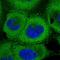 Proteasome 26S Subunit, Non-ATPase 9 antibody, NBP2-47561, Novus Biologicals, Immunocytochemistry image 