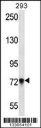 Protocadherin Beta 5 antibody, 56-933, ProSci, Western Blot image 