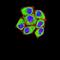 Folate Receptor Alpha antibody, NBP2-61773, Novus Biologicals, Immunofluorescence image 