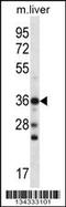 Chromobox 8 antibody, 57-899, ProSci, Western Blot image 