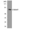 Cholinergic Receptor Muscarinic 5 antibody, LS-C291799, Lifespan Biosciences, Western Blot image 