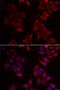 Natural Cytotoxicity Triggering Receptor 1 antibody, orb374681, Biorbyt, Immunofluorescence image 