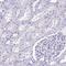 Outer Dense Fiber Of Sperm Tails 3B antibody, PA5-64068, Invitrogen Antibodies, Immunohistochemistry frozen image 