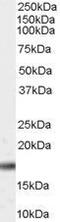 Peptidylprolyl Cis/Trans Isomerase, NIMA-Interacting 1 antibody, GTX89227, GeneTex, Western Blot image 