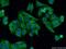 Tubulin beta antibody, 66240-1-Ig, Proteintech Group, Immunofluorescence image 