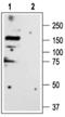Glycine Receptor Alpha 3 antibody, PA5-77439, Invitrogen Antibodies, Western Blot image 