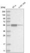 Zinc Finger Protein 114 antibody, NBP1-81181, Novus Biologicals, Western Blot image 